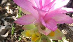 ウコンの花ってどんな花？