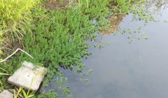 お散歩のすゝめ