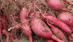 お庭に畑を作成しました～半年間の記録～